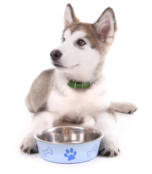 Lindo cachorro Malamute acostado cerca de cuenco de metal aislado en blanco — Foto de Stock