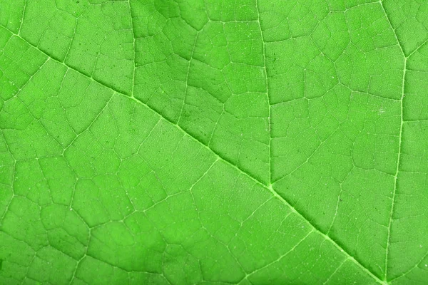 Frisches grünes Blatt, Nahaufnahme — Stockfoto