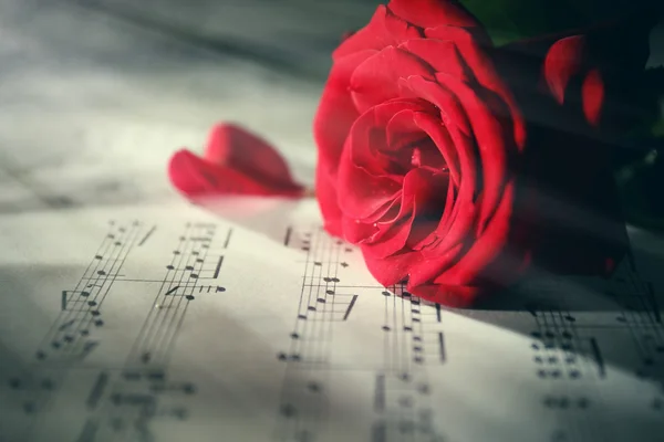 Hermosa rosa en hojas de música — Foto de Stock