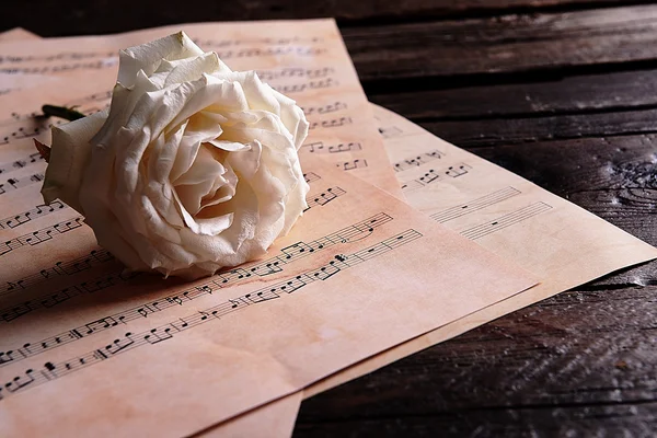 Beautiful rose on music sheets — Stock Photo, Image
