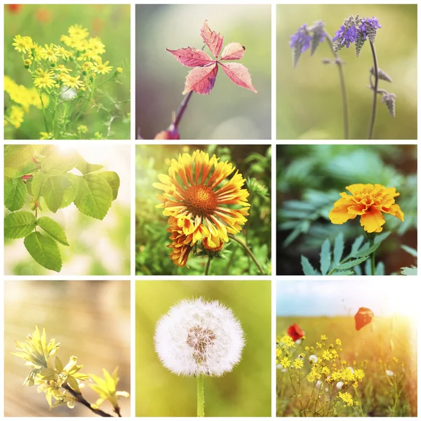 Beautiful nature collage — Stock fotografie