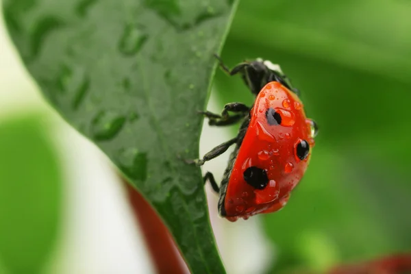 Mariquita roja en la hoja — Foto de Stock