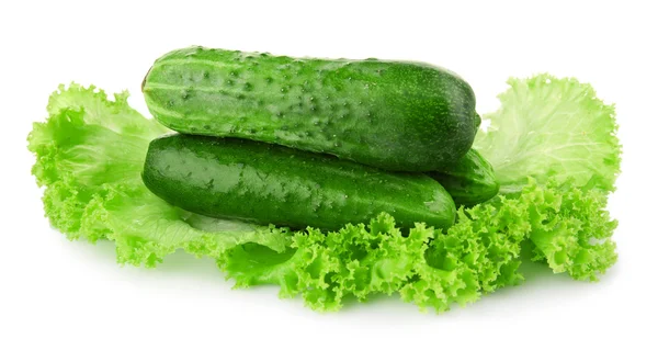 Ripe cucumbers with lettuce — Stock Photo, Image
