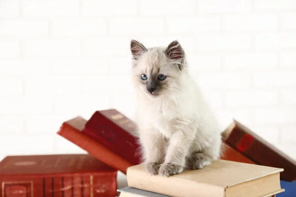Niedliche kleine Katze mit Büchern — Stockfoto