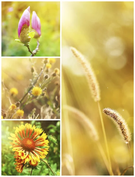 Beautiful nature collage — Stockfoto