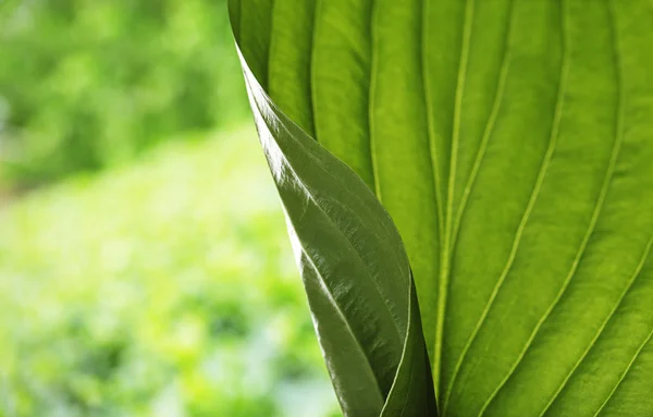 Čerstvý zelený list — Stock fotografie