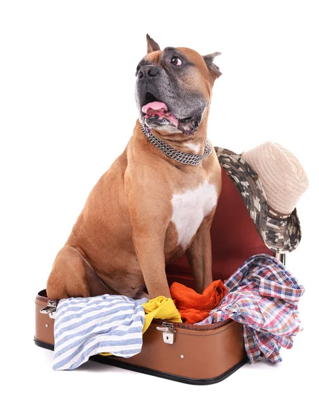 Cão Boxer lindo em mala — Fotografia de Stock