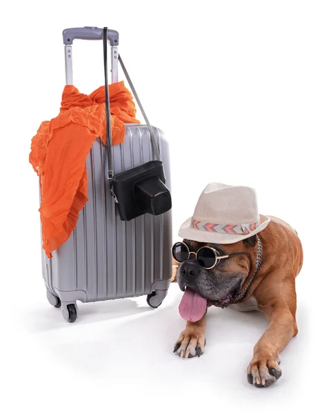 Красивая боксерская собака с чемоданом — стоковое фото