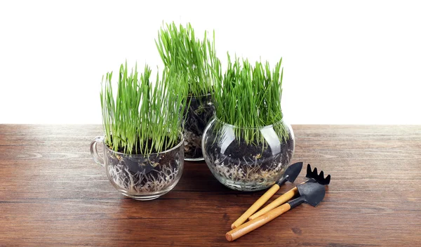 Gräs i krukor och trädgårdsredskap — Stockfoto