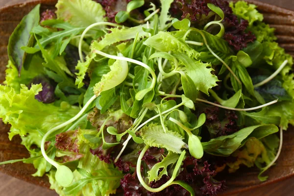 Plaka üzerinde taze karışık yeşil salata — Stok fotoğraf