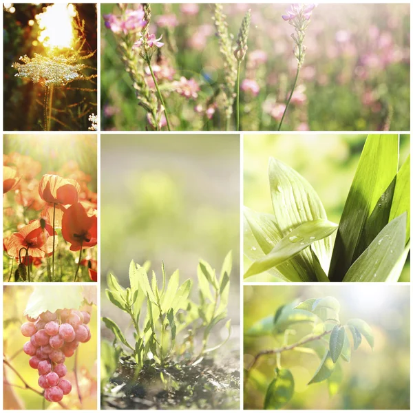 Beautiful nature collage