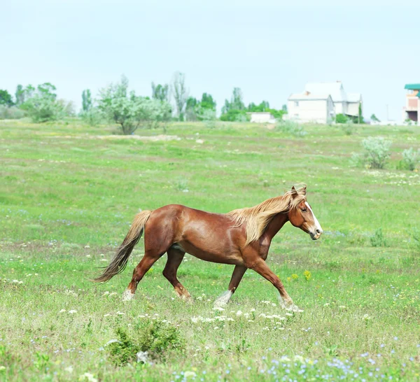 Beau cheval brun pâturage sur prairie — Photo