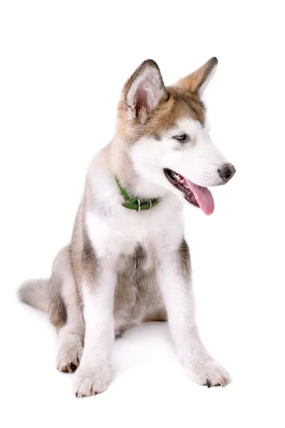 Schattig Malamute pup vergadering geïsoleerd op wit — Stockfoto