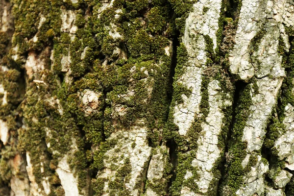 Corteza de árbol fondo — Foto de Stock