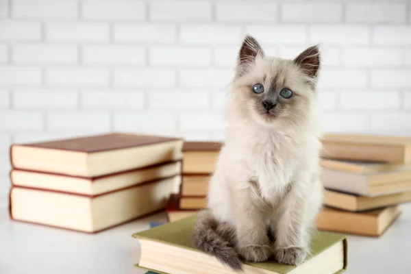 Cute little cat with books on light background — Stock Photo, Image