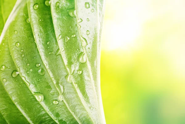 Frisches grünes Blatt mit Tropfen in Nahaufnahme — Stockfoto