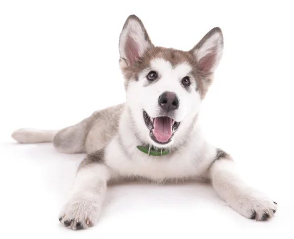 거짓말 하는 귀여운 에스키모 강아지 — 스톡 사진