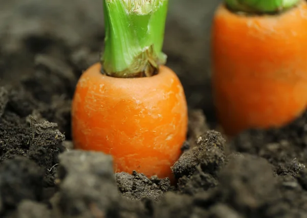 Nowe świeże marchewki w gleby w ogrodzie — Zdjęcie stockowe