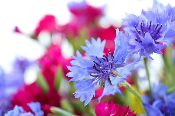Szép kis vadvirágok — Stock Fotó