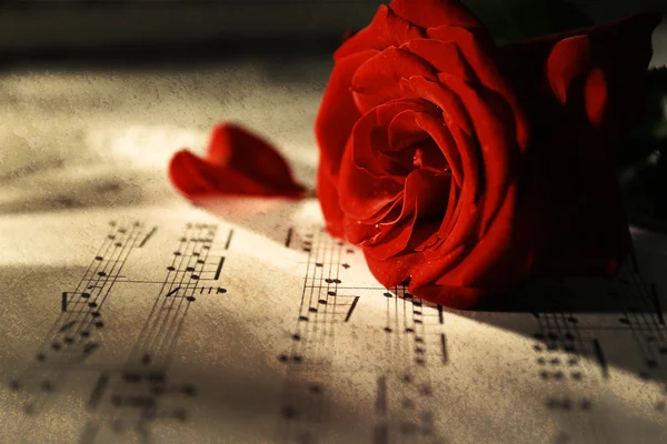 Όμορφο τριαντάφυλλο σε μουσική φύλλα — Φωτογραφία Αρχείου