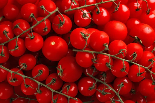 Pile de tomates cerises — Photo