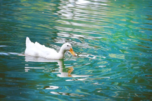 Kachna na vodě — Stock fotografie