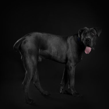 Cane corso Italiano köpek siyah arka plan üzerine