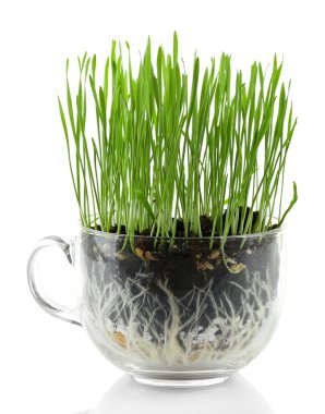 Yeşil çim üzerinde beyaz izole şeffaf tencerede