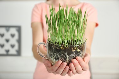 Taze yeşil çim ile şeffaf pot tutan kadın