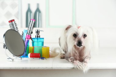 Çin Tepeli Köpek berber dükkanı de portresi