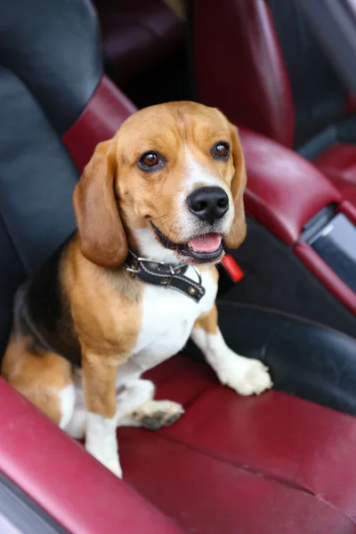Divertido lindo perro en coche —  Fotos de Stock