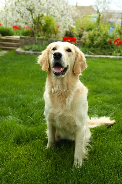 Adorable Labrador assis sur l'herbe verte, à l'extérieur — Photo