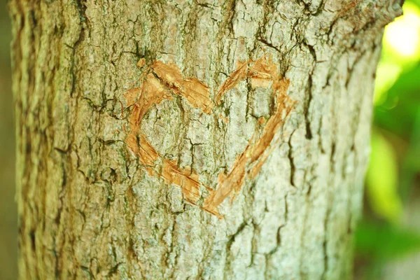 Cuore scolpito nell'albero da vicino — Foto Stock