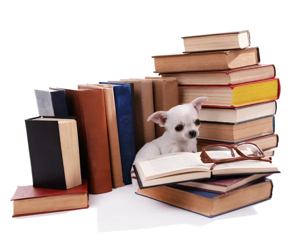 Adorable perro chihuahua en montón de libros aislados en blanco —  Fotos de Stock
