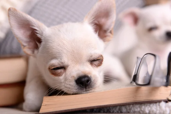 Adorabile cane chihuahua con libri sul divano — Foto Stock