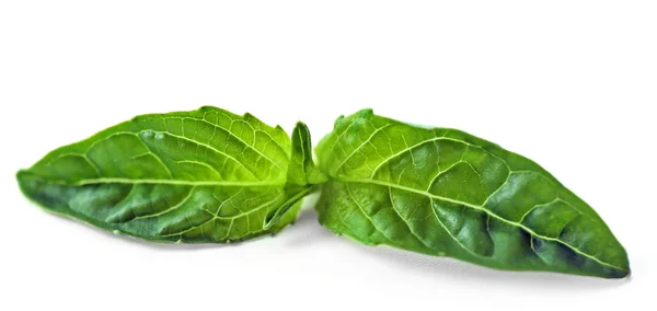 Leaf of green fresh basil isolated in white — Stock Photo, Image