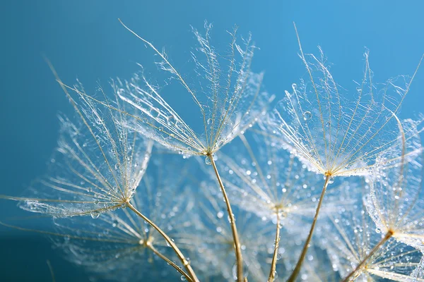 Beautiful dandelion with water drops on blue background — Stock Photo, Image