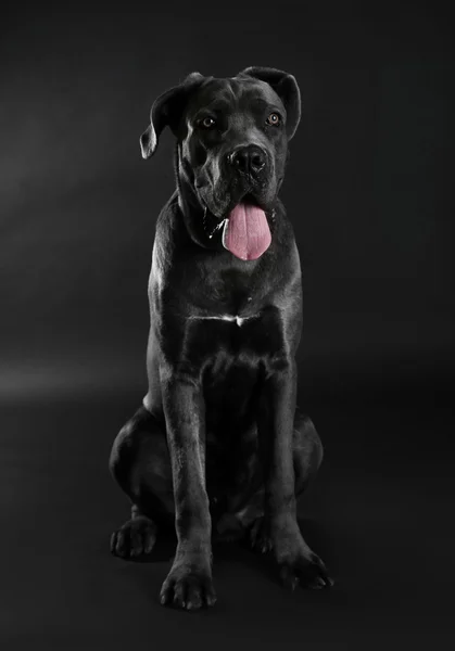 Cane corso perro italiano sobre fondo negro — Foto de Stock