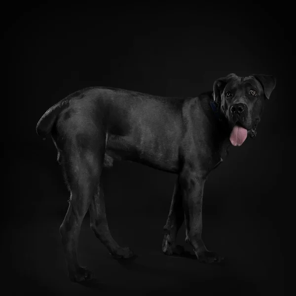 Cane corso italiano cão no fundo preto — Fotografia de Stock