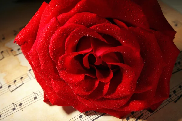 Bella rosa rossa sugli spartiti, primo piano — Foto Stock