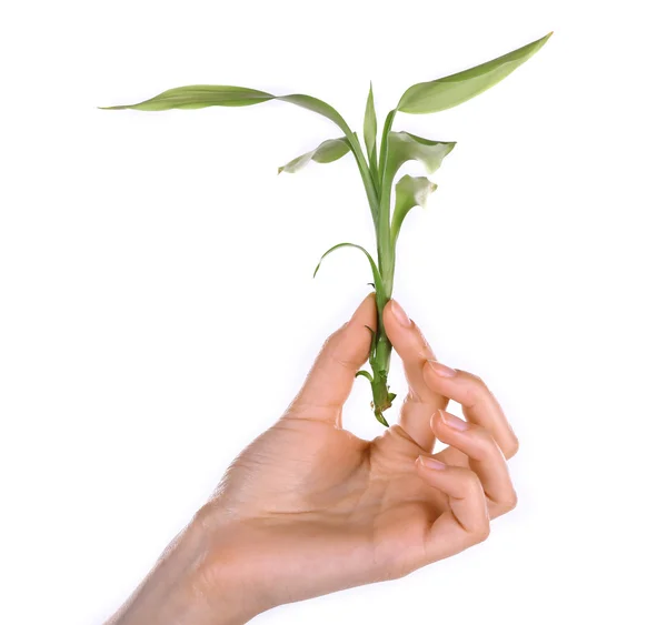 Main féminine avec plante verte isolée sur blanc — Photo