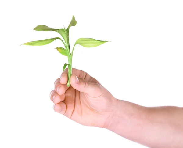 Male hand with green plant isolated on white — Stock Photo, Image