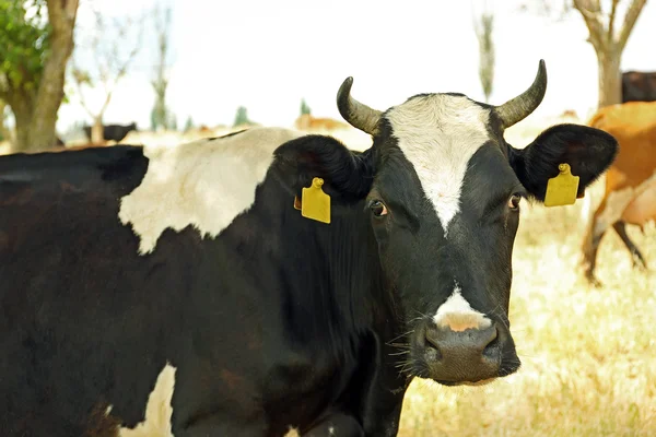 Vacas pastando no prado de verão — Fotografia de Stock