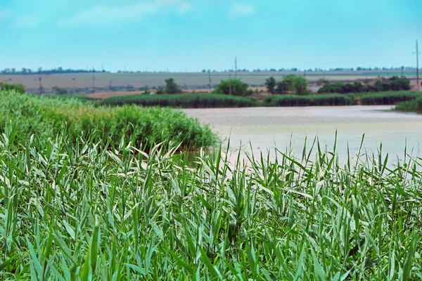 Lindo lago com bulrush — Fotografia de Stock