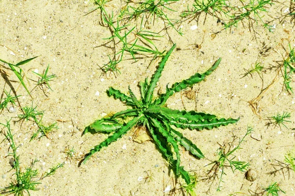 Plante verte sur la plage de sable — Photo