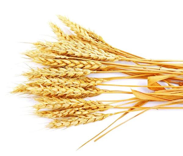 Sheaf of wheat isolated on white — Stock Photo, Image