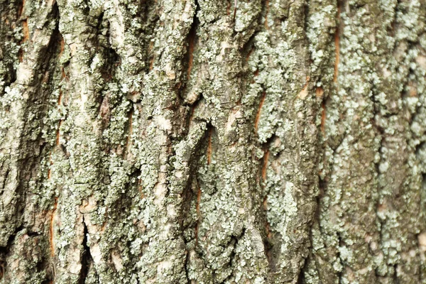 ağaç kabuğu dokusu arkaplanı