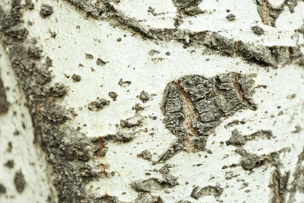 Tree bark texture background — Stock Photo, Image