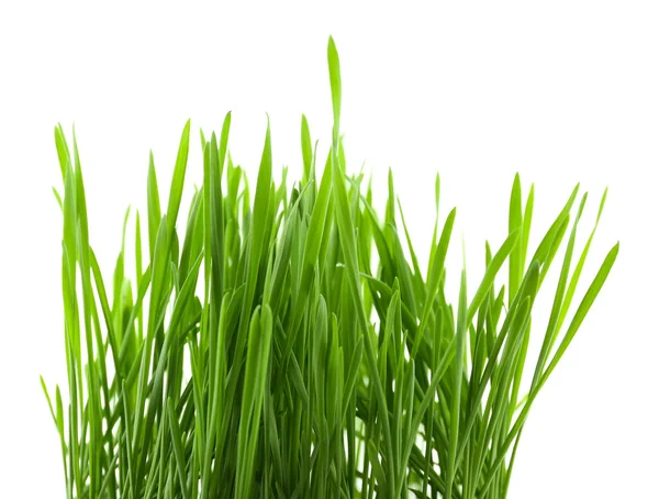 Green grass, isolated on white — Stock Photo, Image