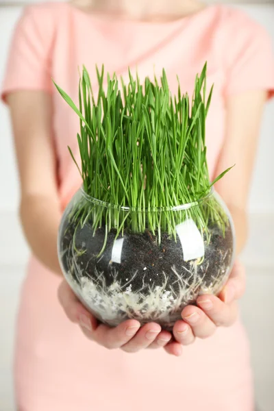 Woman holding transparent pot with fresh green grass — Stock Photo, Image